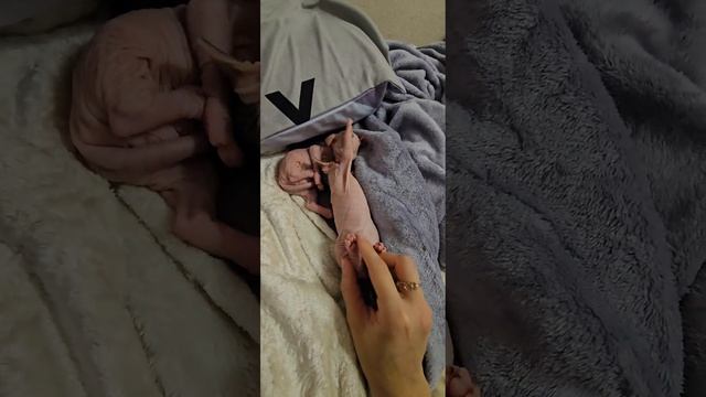 Красотуля. дата рождения 27.09.2023 г. смотреть онлайн