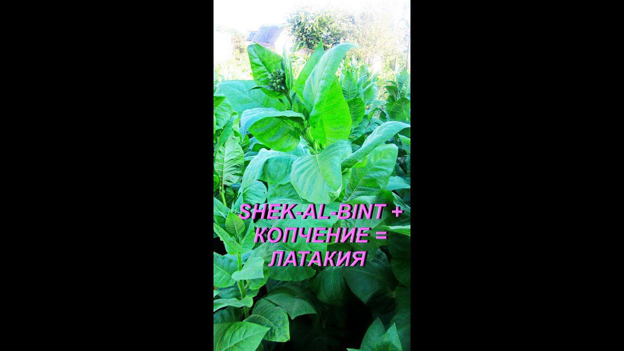 ДНЕВНИК ТАБАКОВОДА № 21 ( Сорт табака Shek-al-bint после обработки ЛАТАКИЯ ) ТАБАК смотреть онлайн