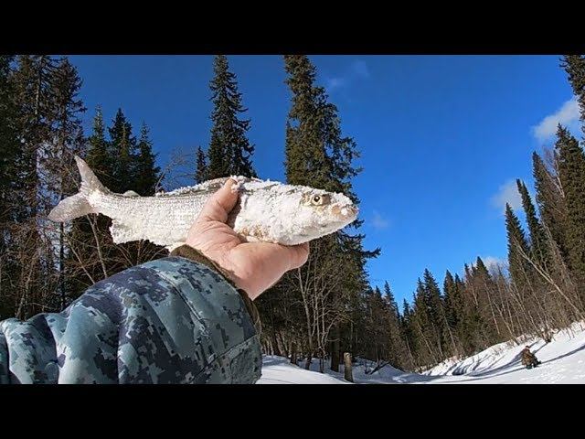 АПРЕЛЬСКАЯ РЫБАЛКА С ДРУЗЬЯМИ \ Часть 2