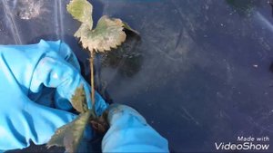 Грядка пирамида для клубники