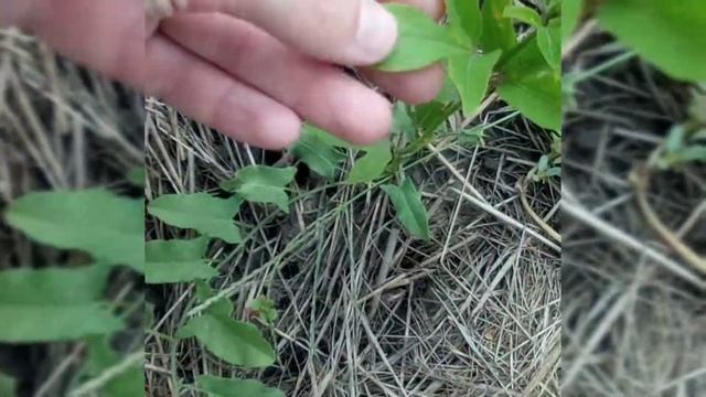 СЕВЕРНАЯ МАРАКУЙЯ ИЗ СЕМЯН И КОРНЕЙ. КАК ВЫГЛЯДЯТ РАСТЕНИЯ, ПОСАЖЕННЫЕ В АПРЕЛЕ И В МАЕ. смотреть онлайн