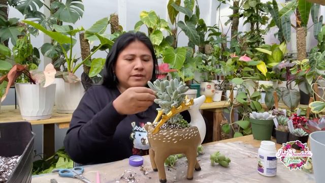 LINDO ARREGLO DE SUCULENTAS NAVIDEÑO Paso a paso смотреть онлайн