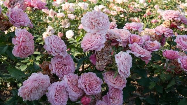 Видео обзор розы Мияби - Miyabi (Keiji Kunieda Япония, 2014)_.mp4