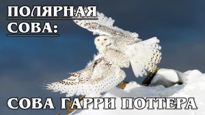 ПОЛЯРНАЯ СОВА: Сова Гарри Поттера - кошмар песцов и леммингов | Интересные факты про белую сову