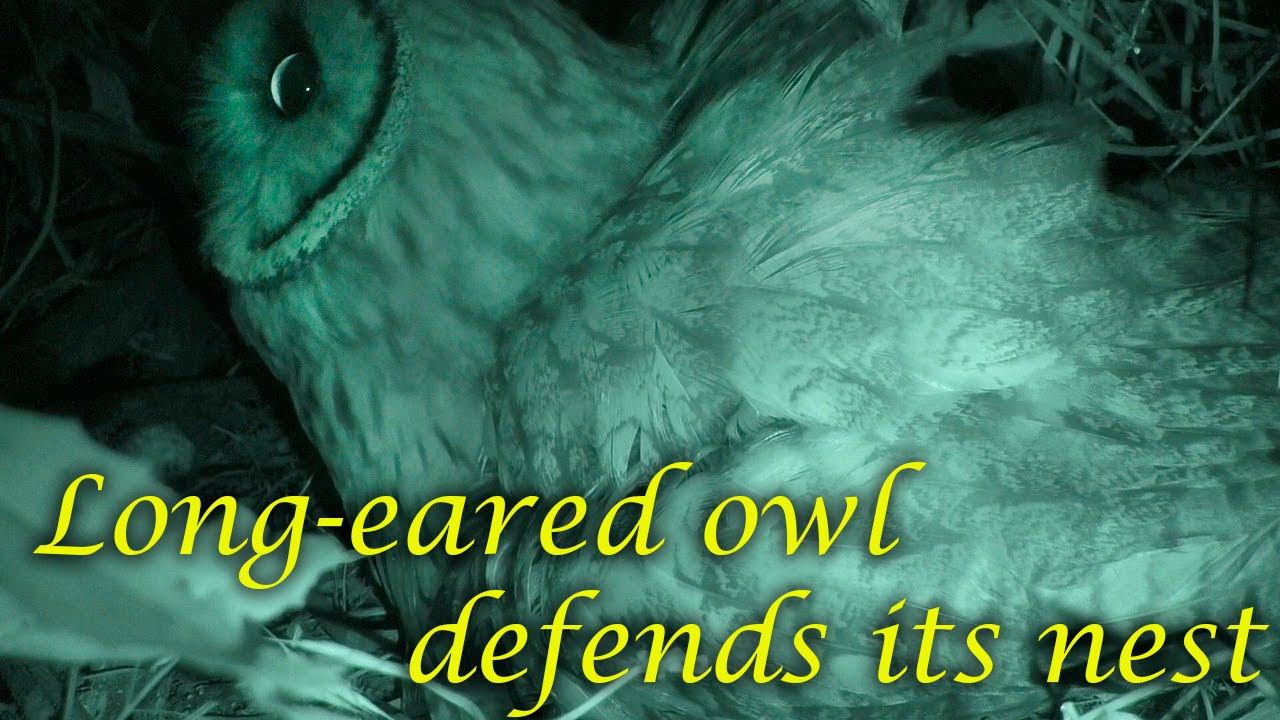 Сова отчаянно защищает своё гнездо / Long-eared owl desperately defends its nest смотреть онлайн