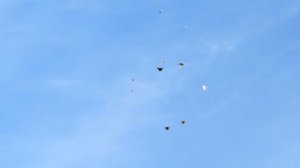 Безкружные голуби. г. Богучар.  Жесткие февральские полеты.