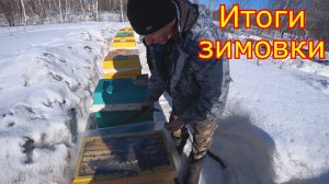 ИТОГИ ЗИМОВКИ! Спасаем лёгкие семьи! Зимовка в МИНИ ПЛЮСАХ