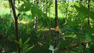 Прививка груши,яблони, алычи на красную рябину