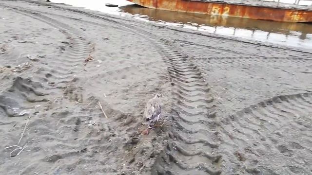 Так выглядит детёныш чайки. смотреть онлайн