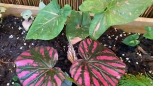 DIY Mini Tropical Garden l Syngonium, Philodendron, Caladium, Alocasia at iba-ibang houseplants