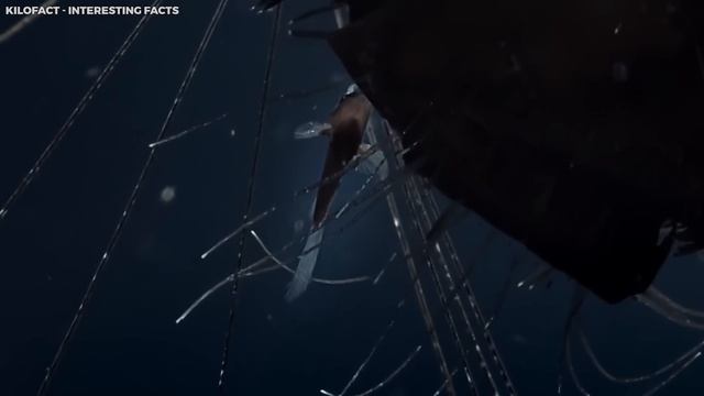 Nat Geo Photographer Admits To Encountering Underwater “Alien Beings! смотреть онлайн