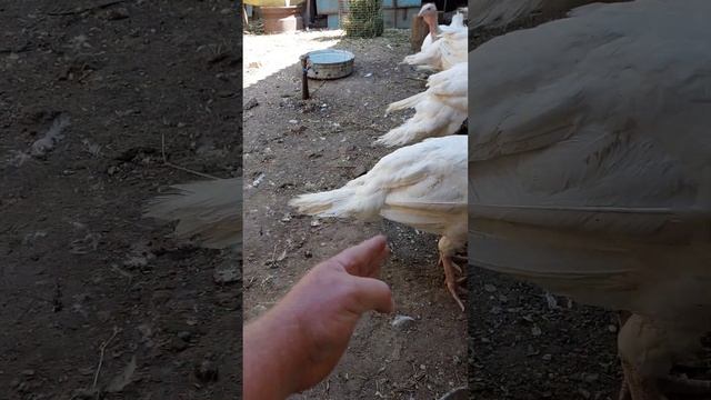 Кормушка Простая и Удобная! Индюки 2023 смотреть онлайн