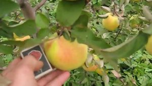 Зимний сорт Голд Раш высокоурожаен,лежкий- поздняя Грушовка