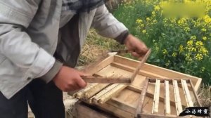 Сбор маточного молочка в Китае