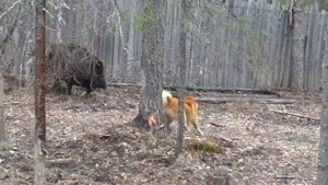 Карело -финская лайка. Первая притравка на кабана