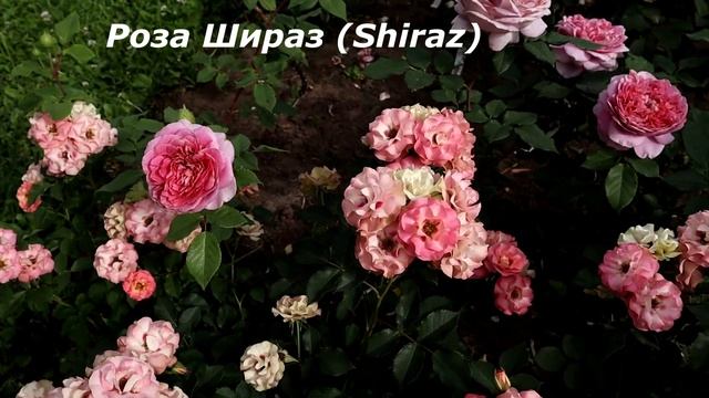 РОЗЫ НОВИНКИ! Красивые, необычные сорта - непохожие ни на какую другую розу! Таких роз еще не видел