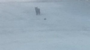 Кот-убийца охотится на крысу!!!