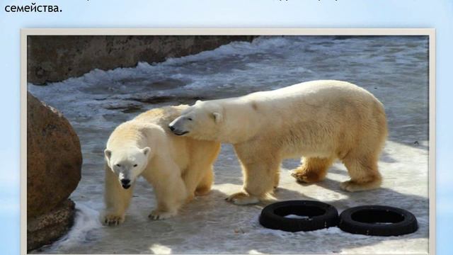 Ленинградский зоопарк смотреть онлайн