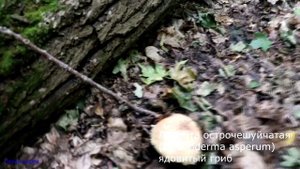 Грибы июнь 2020 | Видео подборка | грибы Воронежской области