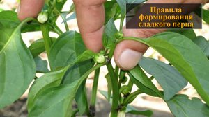 Формирование перца