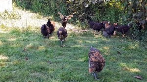 Цыплятам скручивает шею паралич лап рекомендации