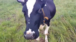 КАКАЯ ПРИЧИНА РАСПРОДАЖИ ХОЗЯЙСТВА