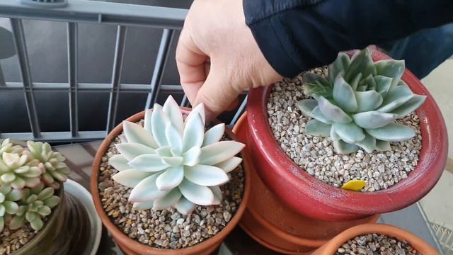 펜트하우스에서 4천만원어치 금다육이를 키운다고!? #가수정의송 #펜트하우스다육이 #금다육이 смотреть онлайн