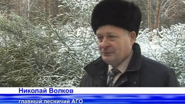 Лесники заготавливают ели смотреть онлайн