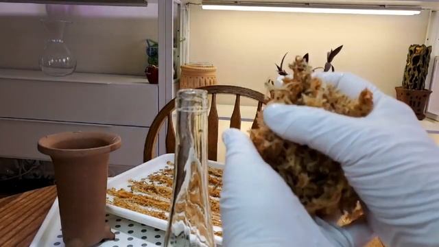 Пересадка неофинетии смотреть онлайн