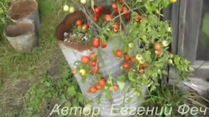 Ампельные помидоры Талисман. Сорта помидоро