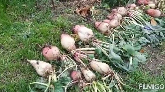 094 Урожай на грядке удерживающей влагу (грядка Хольцера)