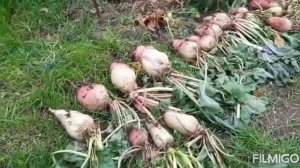 094 Урожай на грядке удерживающей влагу (грядка Хольцера)