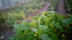 Кабачки сорта КАБАЧОК МОРЯЧОК оставила на СЕМЕНА???Очень Вкусный сорт  КАБАЧКОВ?   9 августа 2023?г