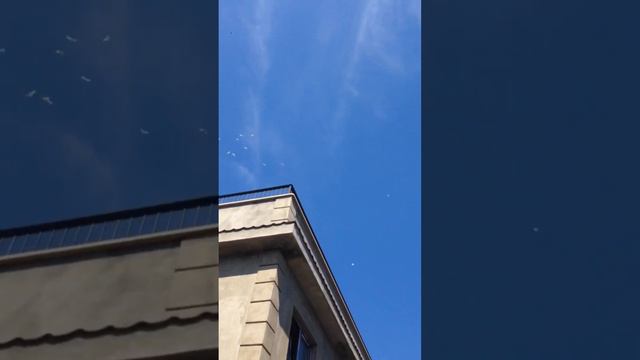 Бойные голуби Грузии | Тбилисские белясые, хвостатые, агараны Георгия Жгерии из г. Тбилиси смотреть онлайн