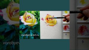 Жёлтая роза акварелью