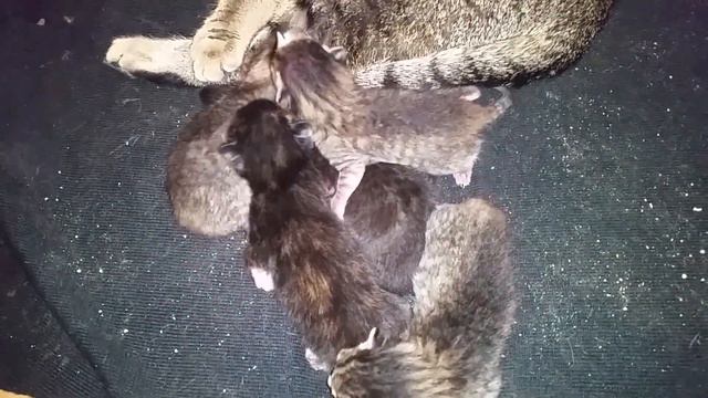 Кошка кормит котят