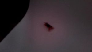 Краб альпинист или Побег из аквариума...Радужный краб.