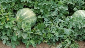 Выращивание арбузов в России