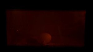 ЧТО БУДЕТ, ЕСЛИ АРБУЗ ЗАСУНУТЬ В МИКРОВОЛНОВКУ?