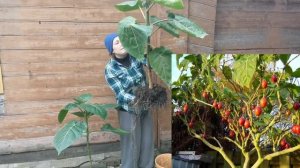 Тамарилло из косточки Часть 2. Или мои опыты.