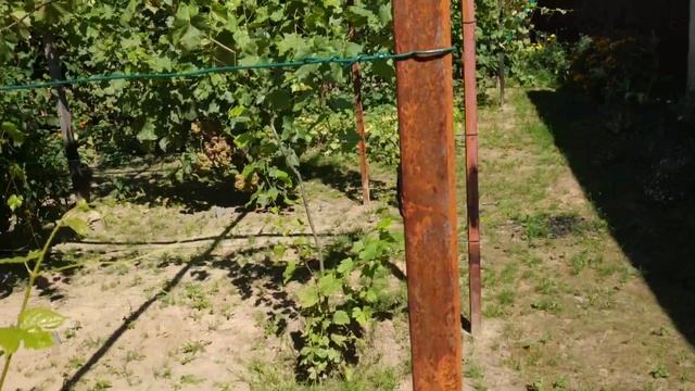 Очень просто: виноградник в городе смотреть онлайн