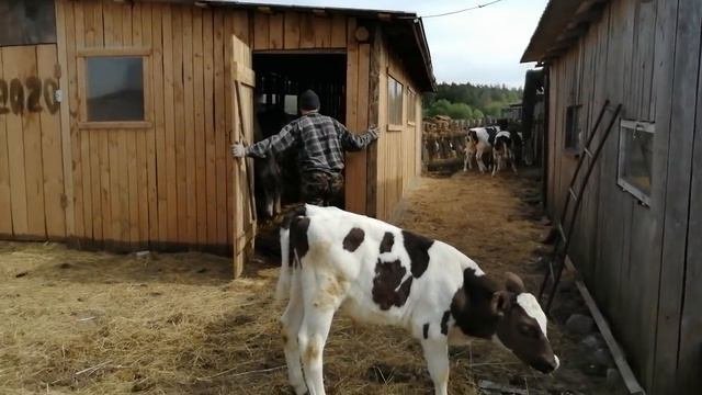 ПЕРВЫЙ РАЗ ВЫПУСТИЛИ ТЕЛЯТ В ЗАГОН!11 ТЕЛЯТ ВО ДВОРЕ!