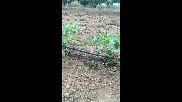 Инжектор для подкормки СВОИМИ РУКАМИ / do-it-yourself injector смотреть онлайн