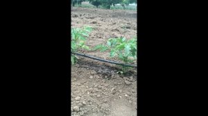 Инжектор для подкормки СВОИМИ РУКАМИ / do-it-yourself injector