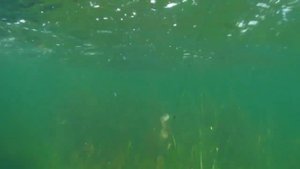 Игра силиконовой приманки, виброхвост под водой