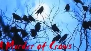 A MURDER OF CROWS - STEVE PORCARO