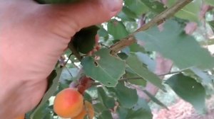 Абрикос Плайя Кот. Apricot Playa Cot. Якісний, гарний, цікавий, пізній сорт.  Сигнальні плоди.