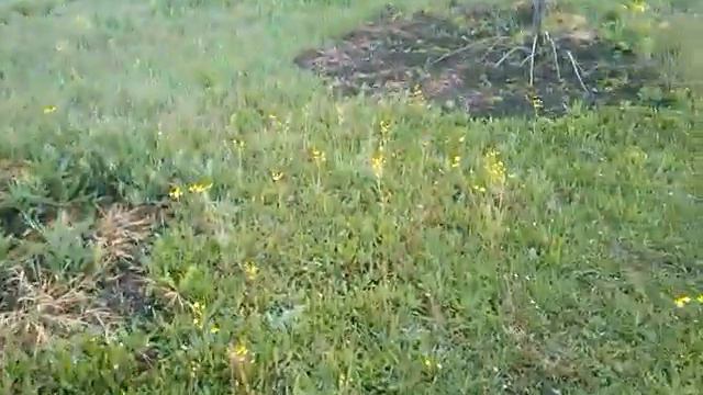 Трапезунд в степях Украины. 08.05.20 И вновь продолжается бой! смотреть онлайн