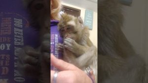 Java Macaque Bites Her Nails