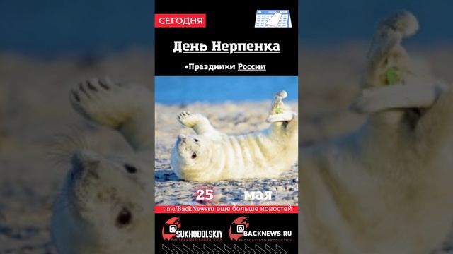 Сегодня, 25 мая, в этот день отмечают праздник, День Нерпенка